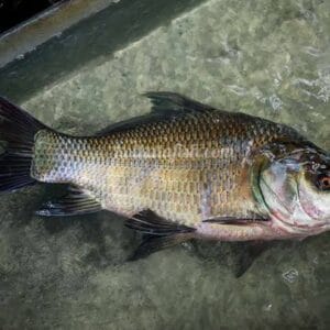 Jento Boro Katla Kata 1Kg